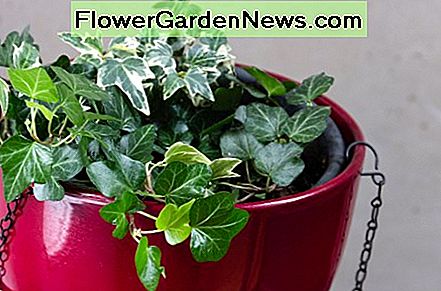 Anglų gebenė yra puikus augalas, kuris pakabins patalpas, nepasiekiamas naminių gyvūnėlių. English ivy is a wonderful plant to hang indoors—out of reach of pets.
