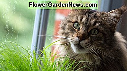 Teikimas saugių augalų jūsų katės valgyti yra vienas patarimas, kad jūsų augintinis būtų sveikas! Providing safe plants for your cat to eat is one tip for keeping your pet healthy!