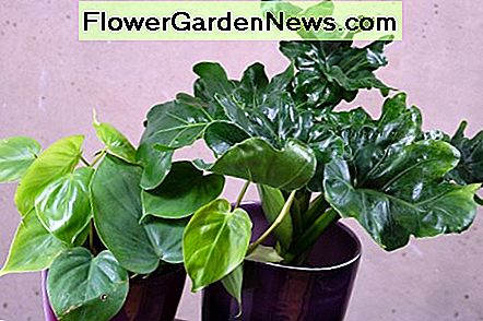 Filodendriai yra vienas iš populiariausių kambarinių augalų. Čia yra du filodendrai su skirtingomis lapų formomis. Philodendrons are one of the most popular houseplants. Here are two philodendrons with different leaf shapes.