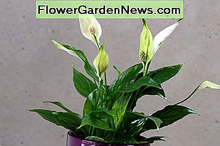 Nors taikos lelijos nėra tikrosios lelijos, jos vis dar yra toksiškos žmonėms ir gyvūnams. Although peace lilies are not true lilies, they are still toxic to humans and pets.