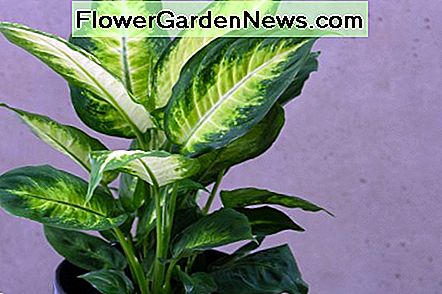 Dieffenbachia gali sukelti gerklės ir liežuvio paralyžius. Dieffenbachia can cause paralysis of the throat and tongue.