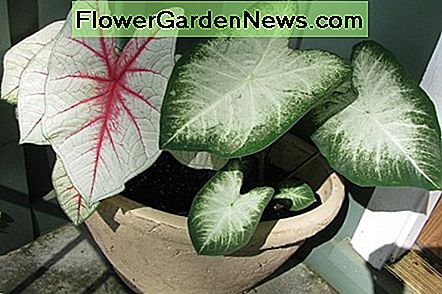 Gražus, dekoratyvus kalaidis yra toksiškas tiek žmonėms, tiek gyvūnams. The beautiful, decorative caladium is toxic to both humans and animals.