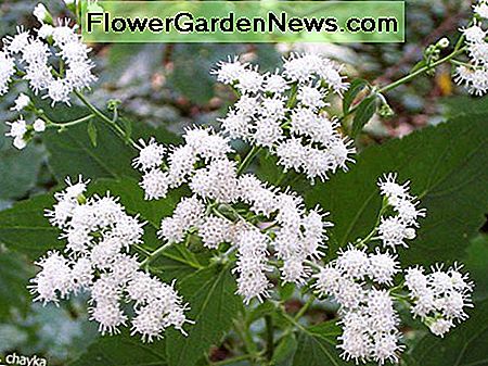 Źródło: www.minnesotawildflowers.info Source: www.minnesotawildflowers.info