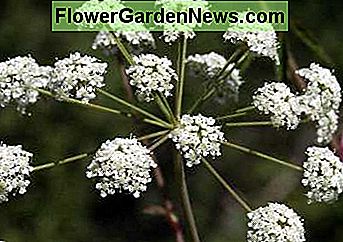 Źródło: www.ontariowildflower.org Source: www.ontariowildflower.org