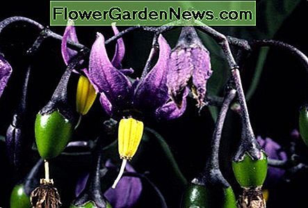 Źródło: www.herbmuseum.ca Source: www.herbmuseum.ca