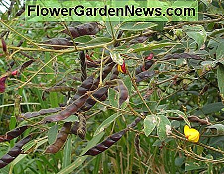 Taubenerbse (Cajanus cajan) Pigeon Pea (Cajanus cajan)