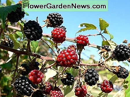 Maulbeere Crop Mulberry Crop