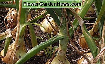 Zwiebel Zwiebeln Onion bulbs