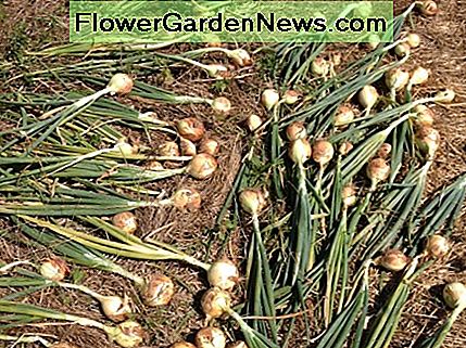 Schalotten früh ernten! Harvest scallions early!