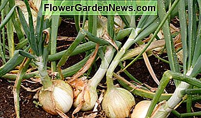 Birnen und Spitzen haben diesen würzigen, zwiebelartigen Geschmack. Bulbs and tops have that spicy, 'oniony' flavor.