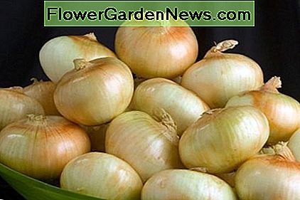 Vidalia Zwiebeln Vidalia onions