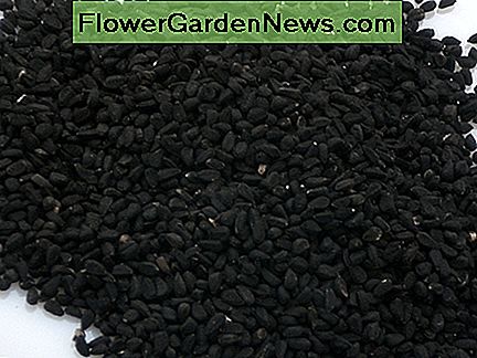 Zwiebelsamen Onion seeds