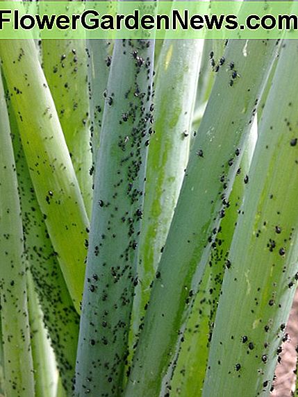 Schwarze Blattläuse auf Zwiebelstengeln Black aphids on onion stalks