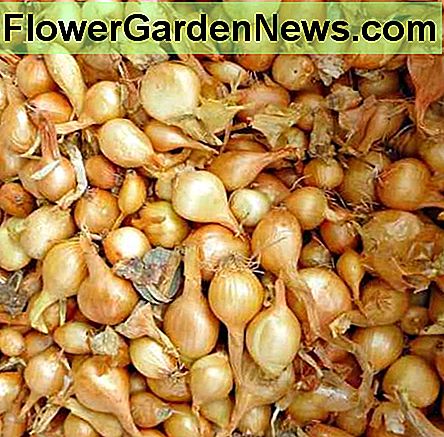 Zwiebeln aus Ihrem Garten in Ohio verleihen dem Esstisch Würze. Onions from your Ohio garden will add spice to the dinner table.