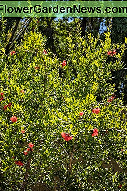Een granaatappelboom vol met fruit. A pomegranate tree loaded with fruit.