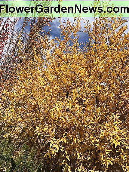 In de herfst is een promegranate boom nog steeds mooi - nadat alle vruchten verdwenen zijn. In the fall, a promegranate tree is still beautiful - after all of the fruit is gone.