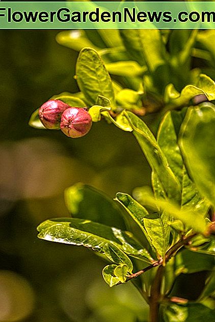 Granaatappelboom Pomegranate Tree