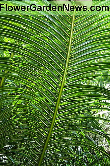 De onderkant van de bladeren is vrij van schaal. The underside of the leaves are free of scale.