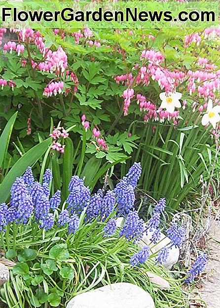Pavasaris - kraujo širdis, vynuogių hiacintų ir narcizų Spring - Bleeding Heart, Grape Hyacinths, and Narcissus