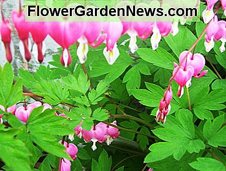 Kraujuojanti širdis Bleeding Heart