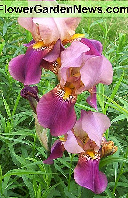 Barzdotas Irisas-Violetinė Bearded Iris- Purple
