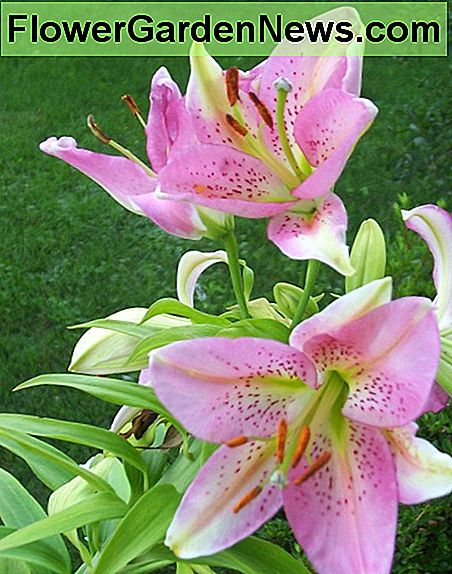 Oriental Lily Oriental Lily