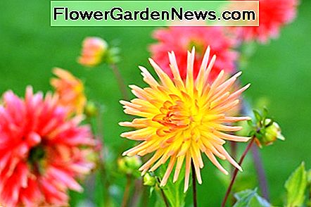 Kaktus Dahlien. Kaktusblütige Zinnien sind nahezu identisch. Kein Wunder, denn Zinnien gehören zur selben Familie wie Dahlien. Cactus Dahlias. Cactus flowered zinnias are nearly identical. Not surprising because zinnias are in the same family as dahlias.