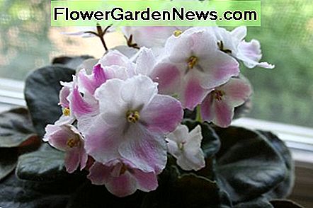 ม่วงแอฟริกัน African violet