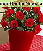 Gesunder Miniatur-Rosenbusch Healthy Miniature Rose Bush