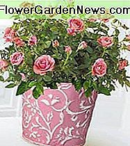 Schöner rosa Miniatur-Rosenbusch Beautiful Pink Miniature Rose Bush