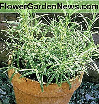 Rosmarin Rosemary