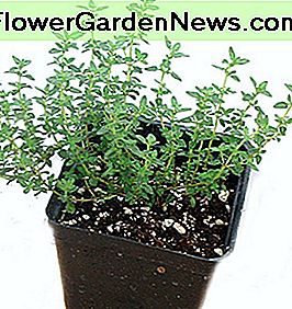 Thymian Thyme