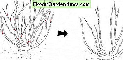 Herfst snoeifase 1: Voor en na het verwijderen van gekruiste takken, dunne scheuten en dode takken, evenals het dunner worden van de interne takken, zoals gemarkeerd door de rode lijnen. Autumn pruning stage 1: Before and after removal of crossed branches, thin shoots and dead branches, as well as thinning of internal branches, as marked by the red lines.