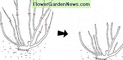 Herfst snoeifase 2: Voor en na verwijdering van ongeveer een derde van de resterende takken, zoals aangegeven door de rode lijnen. Autumn pruning stage 2: Before and after removal of approximately one third of remaining branches, as marked by the red lines.
