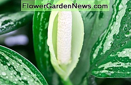 Gartenbau Know How Gardening Know How