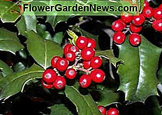 Holly - Ilex Agulfolium Holly - ilex agulfolium