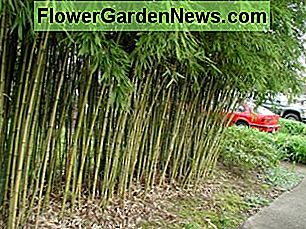 Bambus - Phyllostachys aurea Bamboo - Phyllostachys aurea