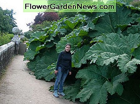 Riesiger Rhabarber - Gunnera manicata Giant Rhubarb - Gunnera manicata