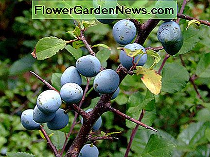 Schwarzdornfrucht und Dornen blackthorn fruit and spines