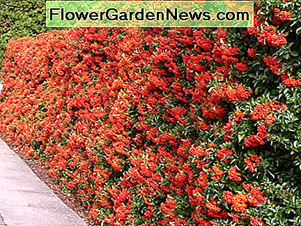 Pyracantha-Hecke Pyracantha Hedge