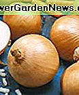 Walla Walla Løg Frø - Allium Cepa - 1 Gram - Ca. 285 Havefrø - Vegetabilsk Havefrø