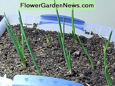 Krympende løg. Så spændende! Germinating onions. So exciting!