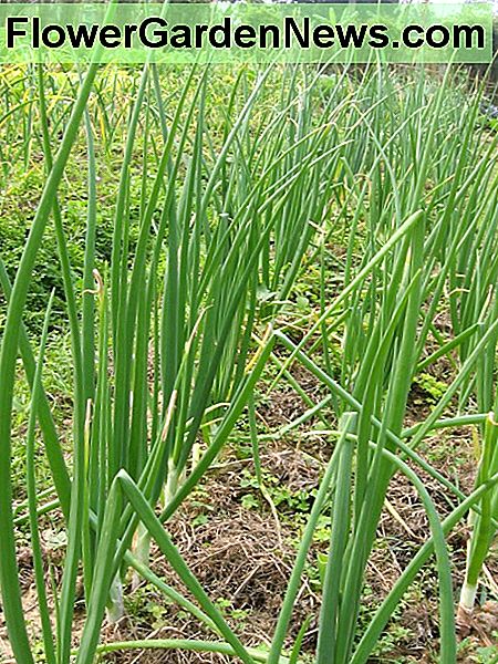 Sunde løg efter seks uger. Healthy onions after six weeks.