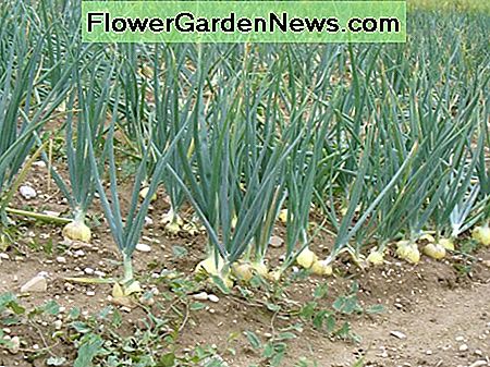 Løg efter tre måneder, næsten klar til at blive høstet. Onions after three months, almost ready to be harvested.