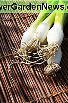Løg, især løgløg er så let at vokse! Onions, especially spring onions are so easy to grow!