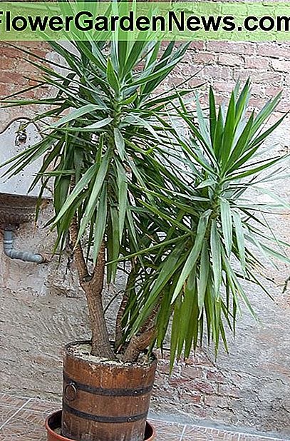 Augalų gelbėjimas Plant Rescue