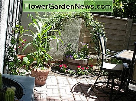 Da ist der Mais, bevor ich ihn auf die Klimaanlage setze. Jasmin Spalier macht wunderbar riechende Blüten im Februar-März. Impatiens unten (natürlich) seit schwachem Licht oder fuschias und blutenden Herzen. Ich habe auf Spalier Wassermelonen angebaut, jetzt aber Mendevillas. There's the corn BEFORE I put it on the air conditioner. Jasmine trellis makes wonderful smelling blooms in Feb-March. Impatiens below (of course) since low light, or fuschias and bleeding hearts. I grew watermelon on trellis, but now mandevillas.