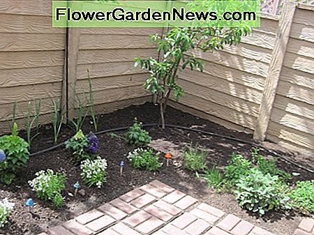 Delphiniums, Taglilien, nemesia (das weiße Zeug) und Lobelien im Blumenbeet (gerade neu bepflanzt), Thymian, Oregano, Salbei, Rosmarin, Schnittlauch im Kräuterbett, und ein Zwerg Babcock Pfirsichbaum mit vielen Pfirsichen in der hinteren Ecke. Delphiniums, day lilies, nemesia (the white stuff) and lobelias in the flower bed (just replanted), thyme, oregano, sage, rosemary, chives in herb bed, and a dwarf babcock peach tree with LOTS of peaches in back corner.