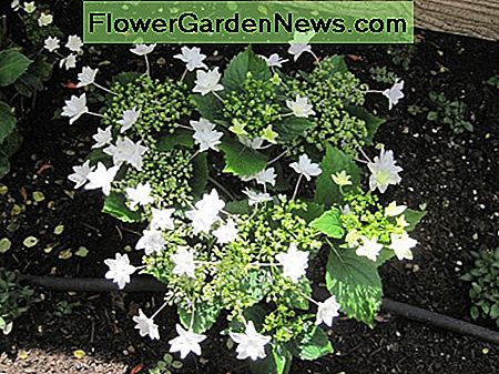 Hortensie macrophylla ( Hydrangea macrophylla (