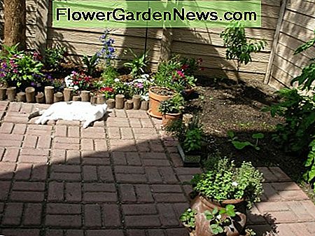 Fünf Stunden Tageslicht bedeutet Dianthus, Lobelien, Delphinium, Alyssum. Erdbeertopf ist in der einzigen Patch von 6-7 Stunden Licht! (Beachten Sie, dass ich dafür eine Anti-Waschbär- und Anti-Possum-Abdeckung aus dem Kaninchenstall-Draht geschaffen habe, die im Video oben zu sehen ist.) Five hours of daylight means dianthus, lobelias, delphiniums, alyssum. Strawberry pot is in the only patch of 6-7 hours of light! (Note that I created an anti-raccoon and anti-possum cover for it out of rabbit hutch wire, visible in video above.)